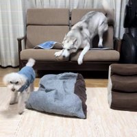 ボスを煽っていたら…