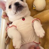 服を着て仰向けになる子犬