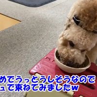 シュシュで束ねてみたら…