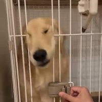 目が吊り上がったかやちゃん