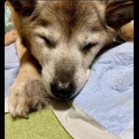 里親さんの元で穏やかな表情のたろうくん