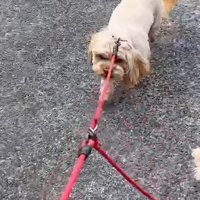 息子との散歩で…