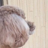 車を見つめる犬の横顔