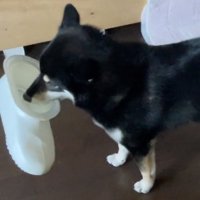 近寄る飼い主さん