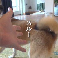 飼い主をスルーする柴犬