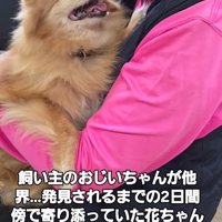 女性の顔を見上げる犬