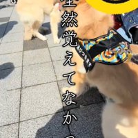 犬の後ろ姿