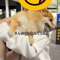 あずきちゃんとママの再会3