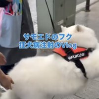 動物病院、断固拒否！