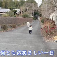 サモエドに歩みよっていく男の子