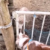 ヒツジと挨拶するガルチェロくん