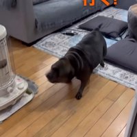 同居犬を連れてきた中型犬