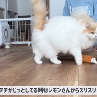 レモンさんは体をスリスリ