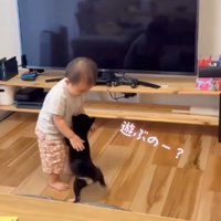 男の子に飛びつく子犬