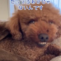眠たいえるもくん1
