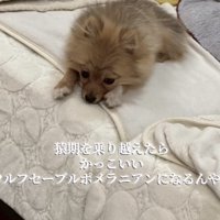 ベッドでアゴを伏せて寝る換毛期のポメラニアン子犬