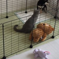 サークルの角でそっぽを向く豆柴