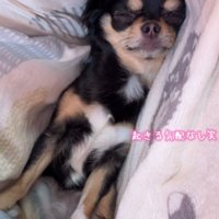 二度寝してしまったそう