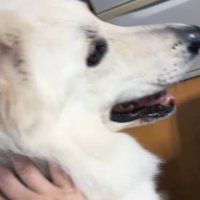 雷が鳴った時のリリーちゃん＆タンタンちゃん5