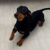 ふせするオーレくん