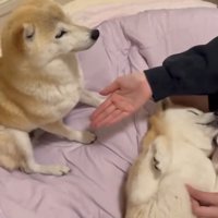 正面をじっと見つめる犬
