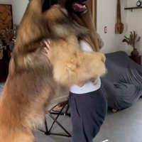 大きすぎるレオンベルガー