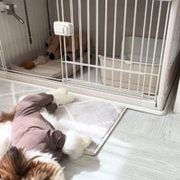 こちらを見る犬