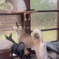 外を眺める犬と猫