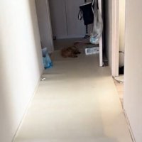 遠くに寝ている犬