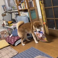 おやつの袋を運び続ける犬