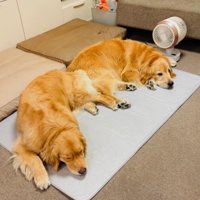 仲良しなコメちゃんとイクラちゃん3