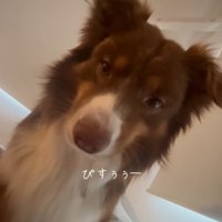 飼い主さんを起こすコロくん8