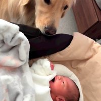 リリーちゃんと弟くんの初対面8