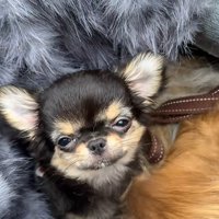 こちらをちらり