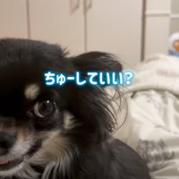 犬に近づいていく
