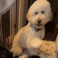 空振りするお手