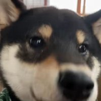 手を舐めるのが好き