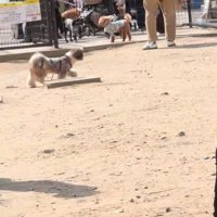 走って行ってしまう犬