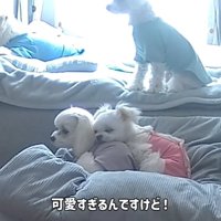 お兄ちゃん犬の上に頭を乗せる小型犬
