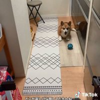 投稿主さんを見るくぅちゃん