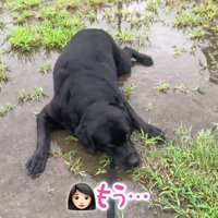 ムニくんのお散歩拒否7