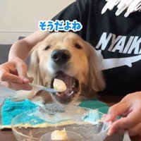 桃を食べるコロッケくん9