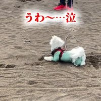 砂の上にゴロン