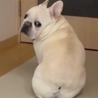 後ろをじっと見つめる犬