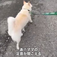 歩く犬3
