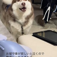 飼い主さんの職場にきたブルちゃん3