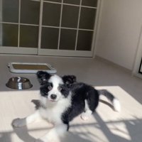 不思議そうなワンコ