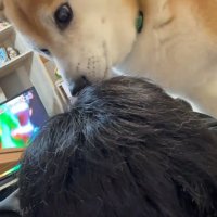 飼い主さんのにおいを嗅ぐ福くん