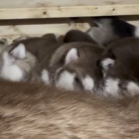 母犬に寄り添う子犬たち