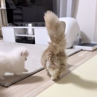 猫の後ろを追う犬